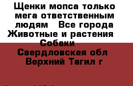 Щенки мопса только мега-ответственным людям - Все города Животные и растения » Собаки   . Свердловская обл.,Верхний Тагил г.